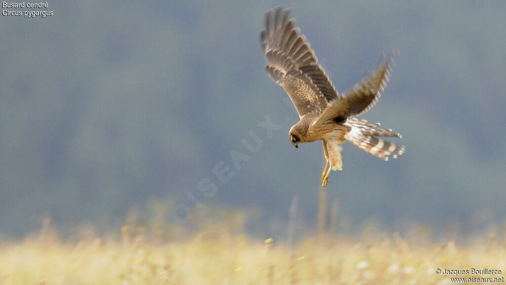 Montagu's Harrier