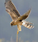 Montagu's Harrier