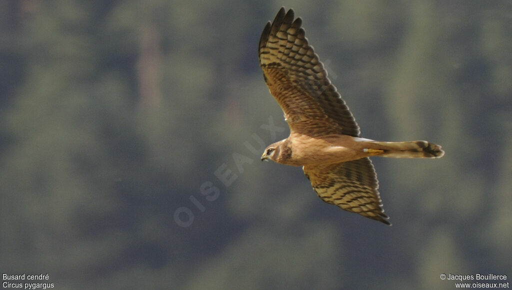 Montagu's Harrierjuvenile