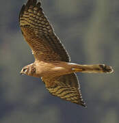 Montagu's Harrier