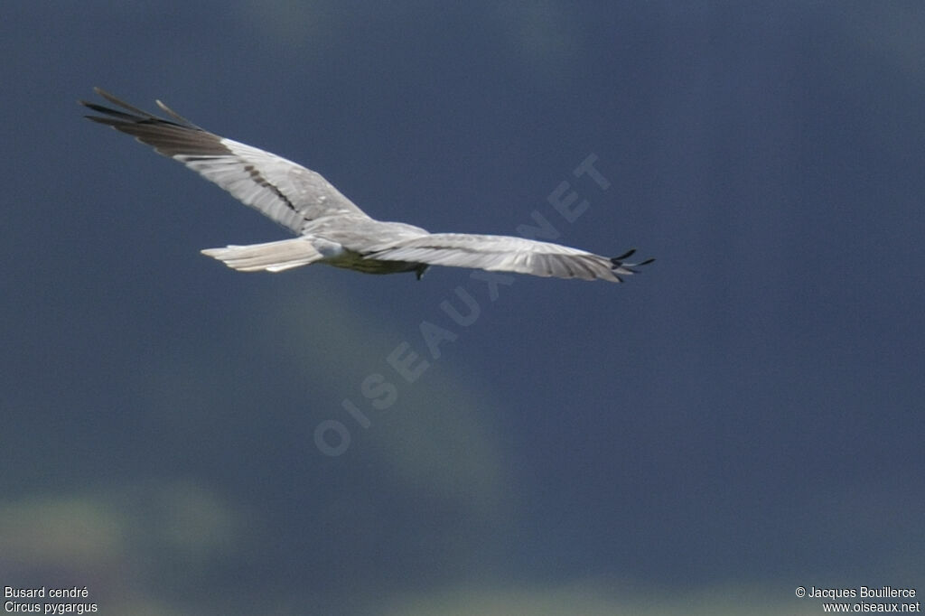 Montagu's Harrier male adult, identification