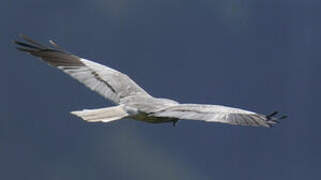 Montagu's Harrier