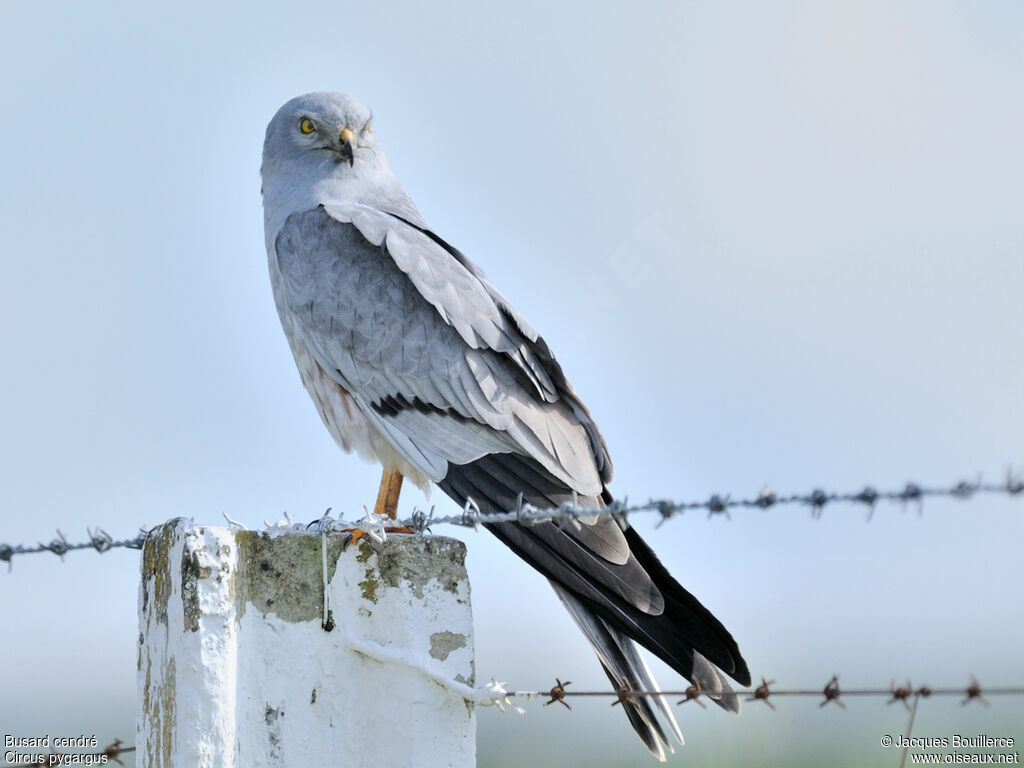 Montagu's Harrier male adult