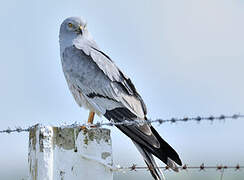 Montagu's Harrier