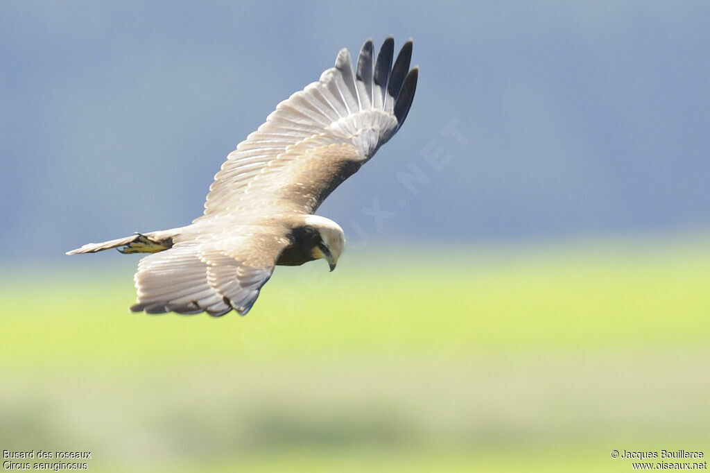 Western Marsh Harrierjuvenile, identification