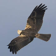 Western Marsh Harrier