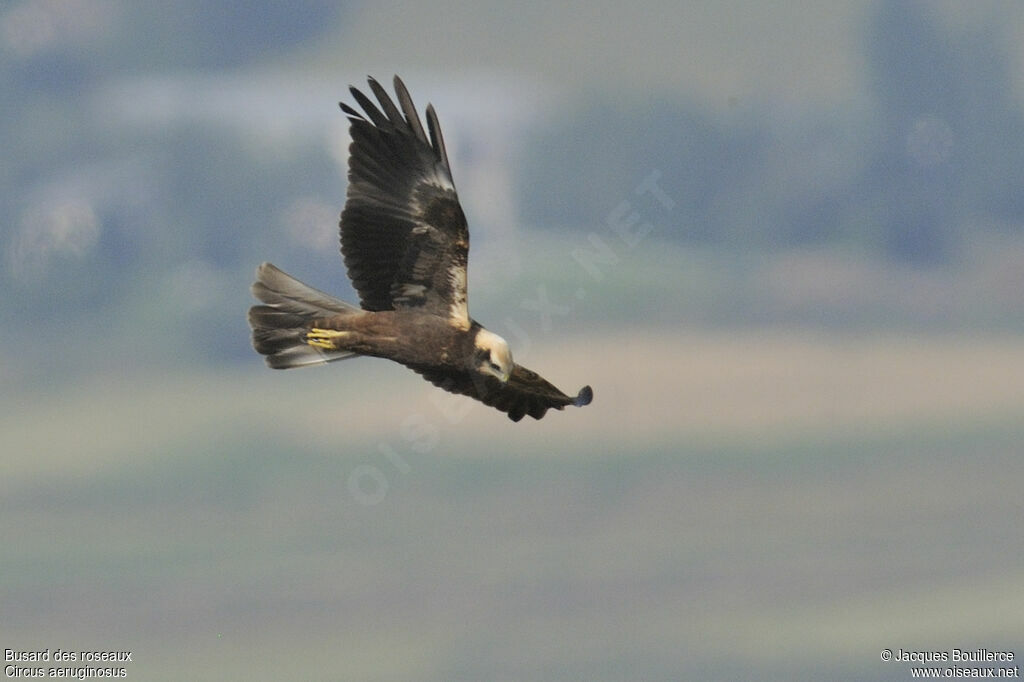 Western Marsh Harrierjuvenile