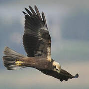 Western Marsh Harrier