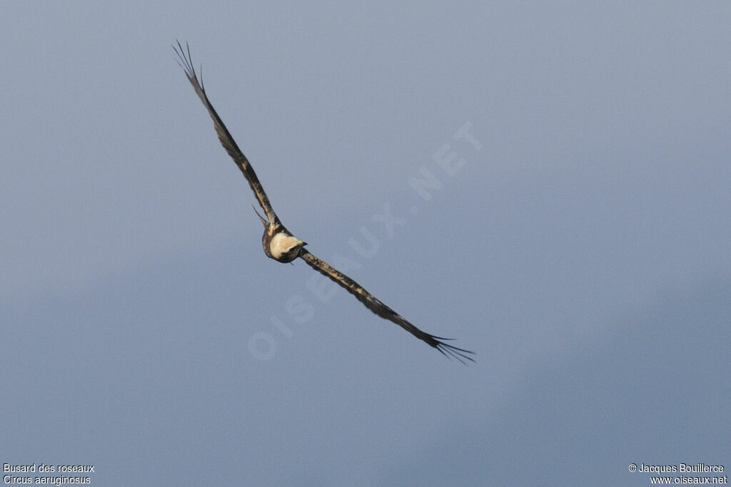 Western Marsh Harrierjuvenile