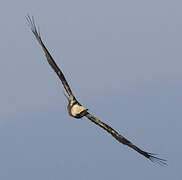 Western Marsh Harrier