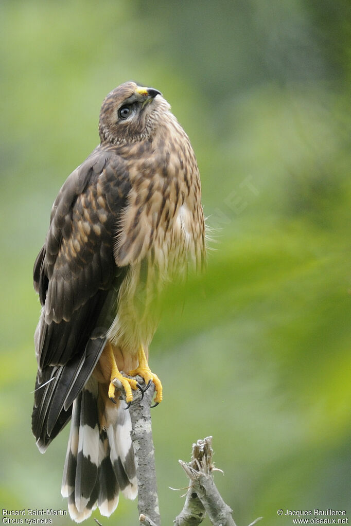 Hen HarrierFirst year