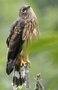 Hen Harrier