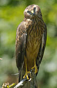 Hen Harrier