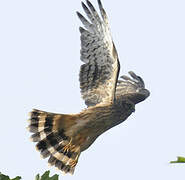 Hen Harrier