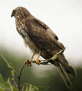 Hen Harrier