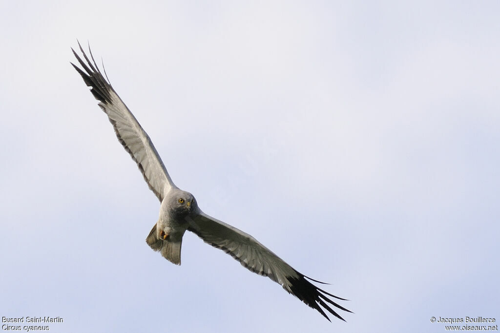 Hen Harrier male adult, Reproduction-nesting