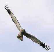 Hen Harrier