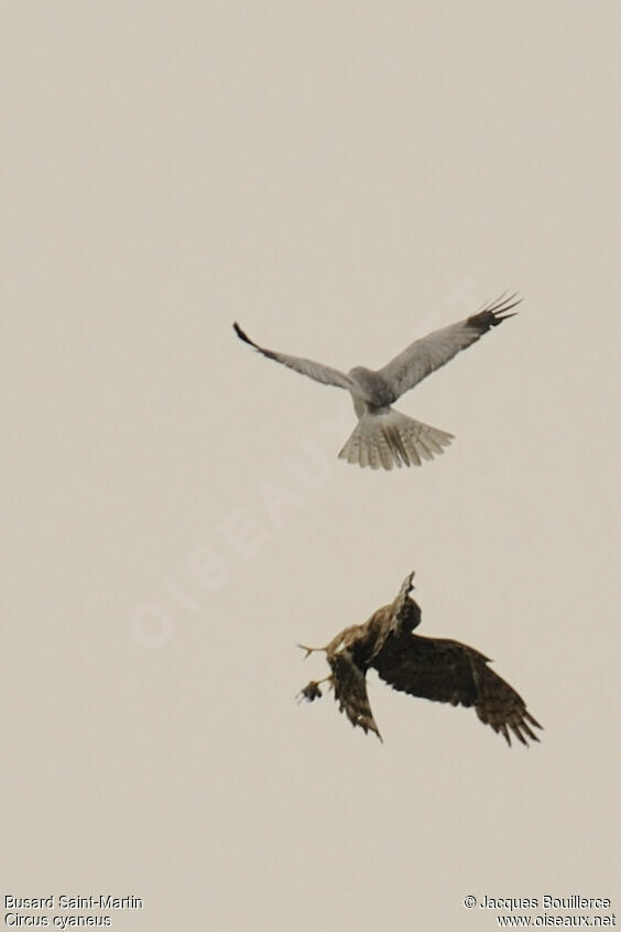 Hen Harrier adult, Reproduction-nesting