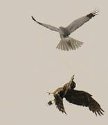 Hen Harrier