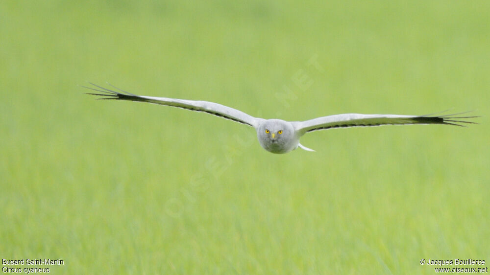 Hen Harrier male adult