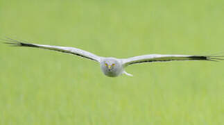 Hen Harrier