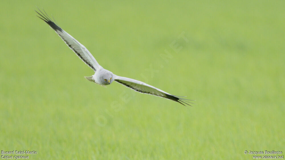 Hen Harrier male adult