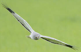 Hen Harrier