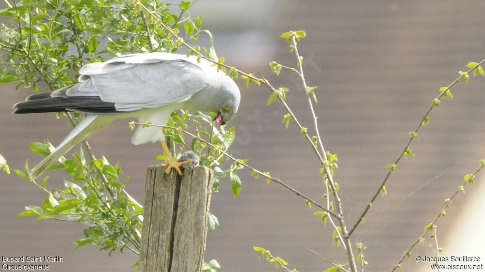 Hen Harrier male adult