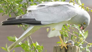 Hen Harrier