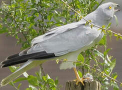 Hen Harrier