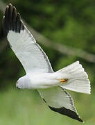 Hen Harrier