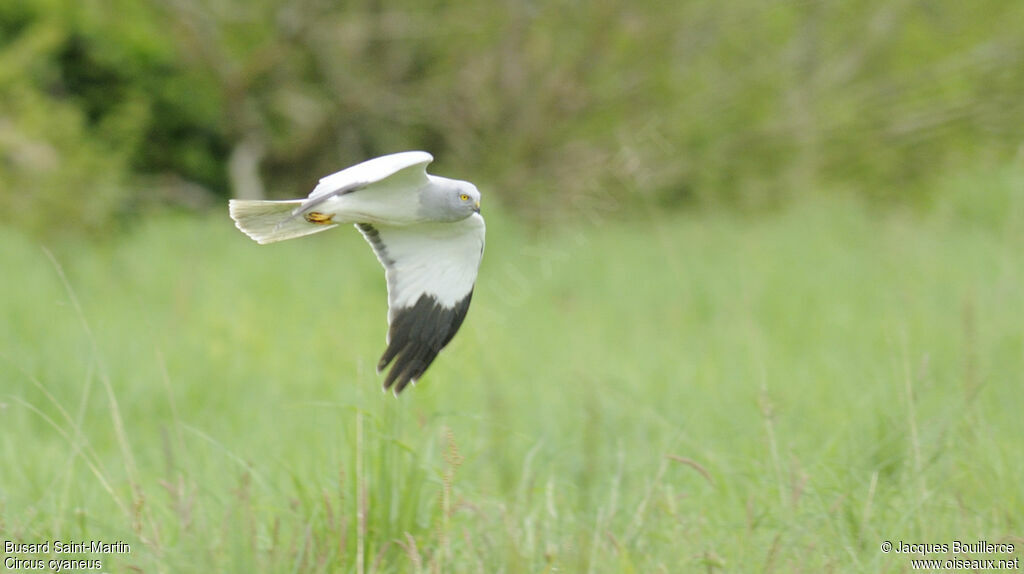 Hen Harrier male adult