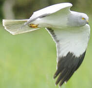 Hen Harrier