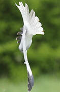 Hen Harrier