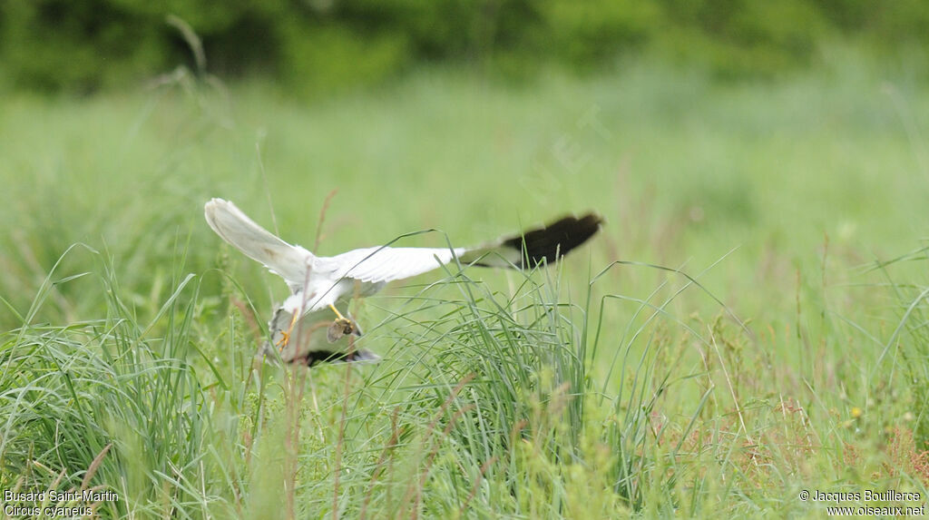 Hen Harrier male adult