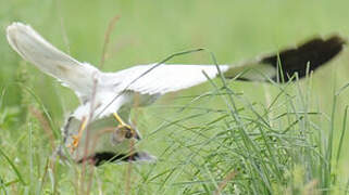 Hen Harrier