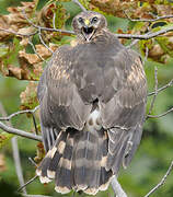 Hen Harrier