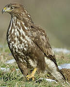 Common Buzzard