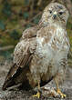 Buse variable