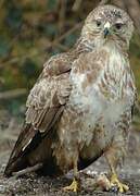 Common Buzzard