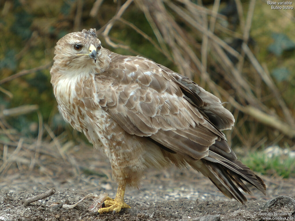 Common Buzzard