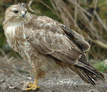 Common Buzzard