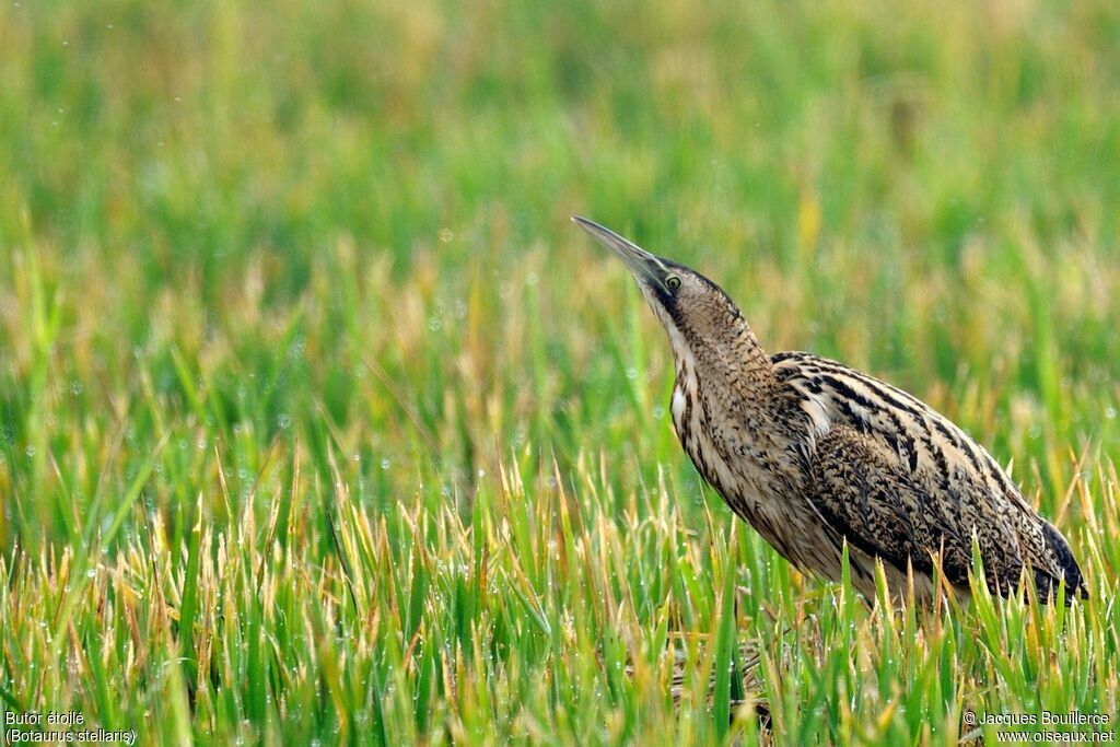 Butor étoiléadulte, identification