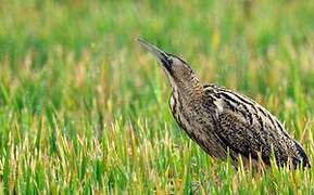 Eurasian Bittern