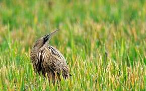 Eurasian Bittern