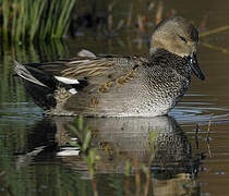 Canard chipeau