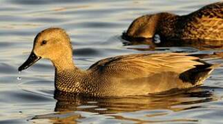 Gadwall