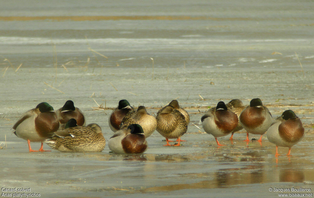 Mallard