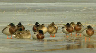 Canard colvert