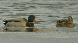 Canard colvert